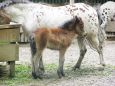 Z výletu do Liberecké ZOO