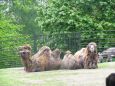 Z výletu do Liberecké ZOO